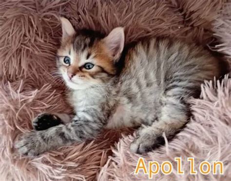 chat lorraine|Chat chaton en Lorraine : annonces